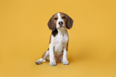 Cute Beagle puppy on yellow background. Adorable pet Photo of Cute Beagle puppy on yellow background. Adorable pet