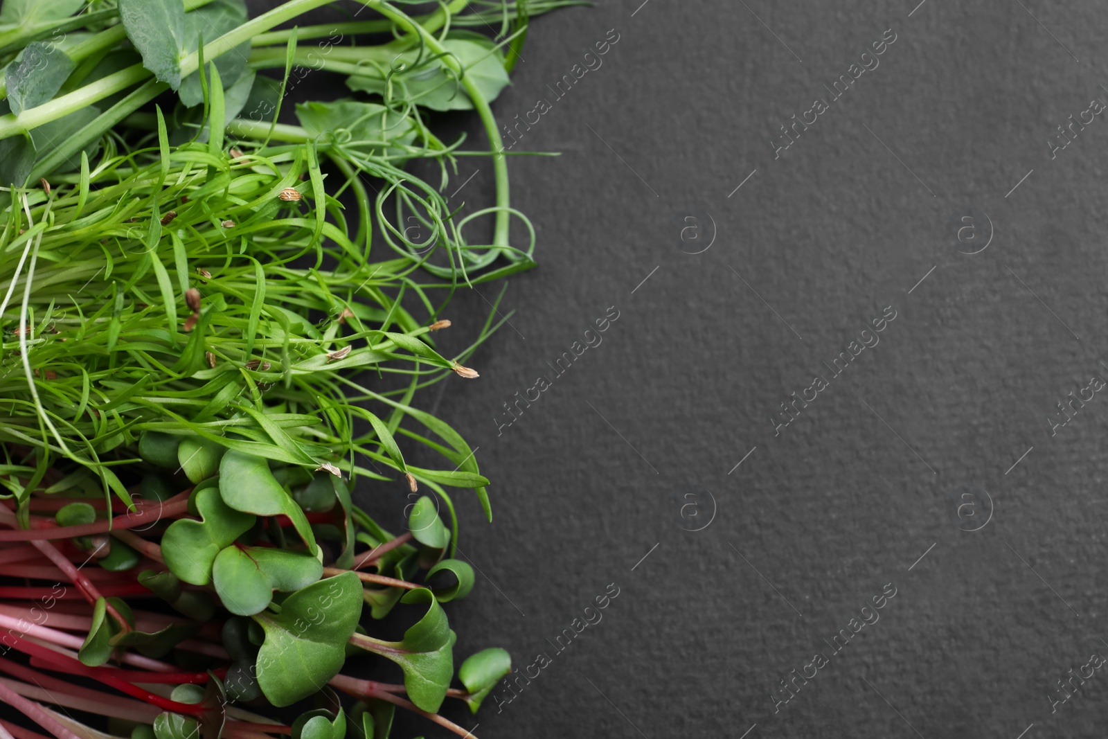 Different microgreens on black table, flat lay. Space for text Photo of Different microgreens on black table, flat lay. Space for text