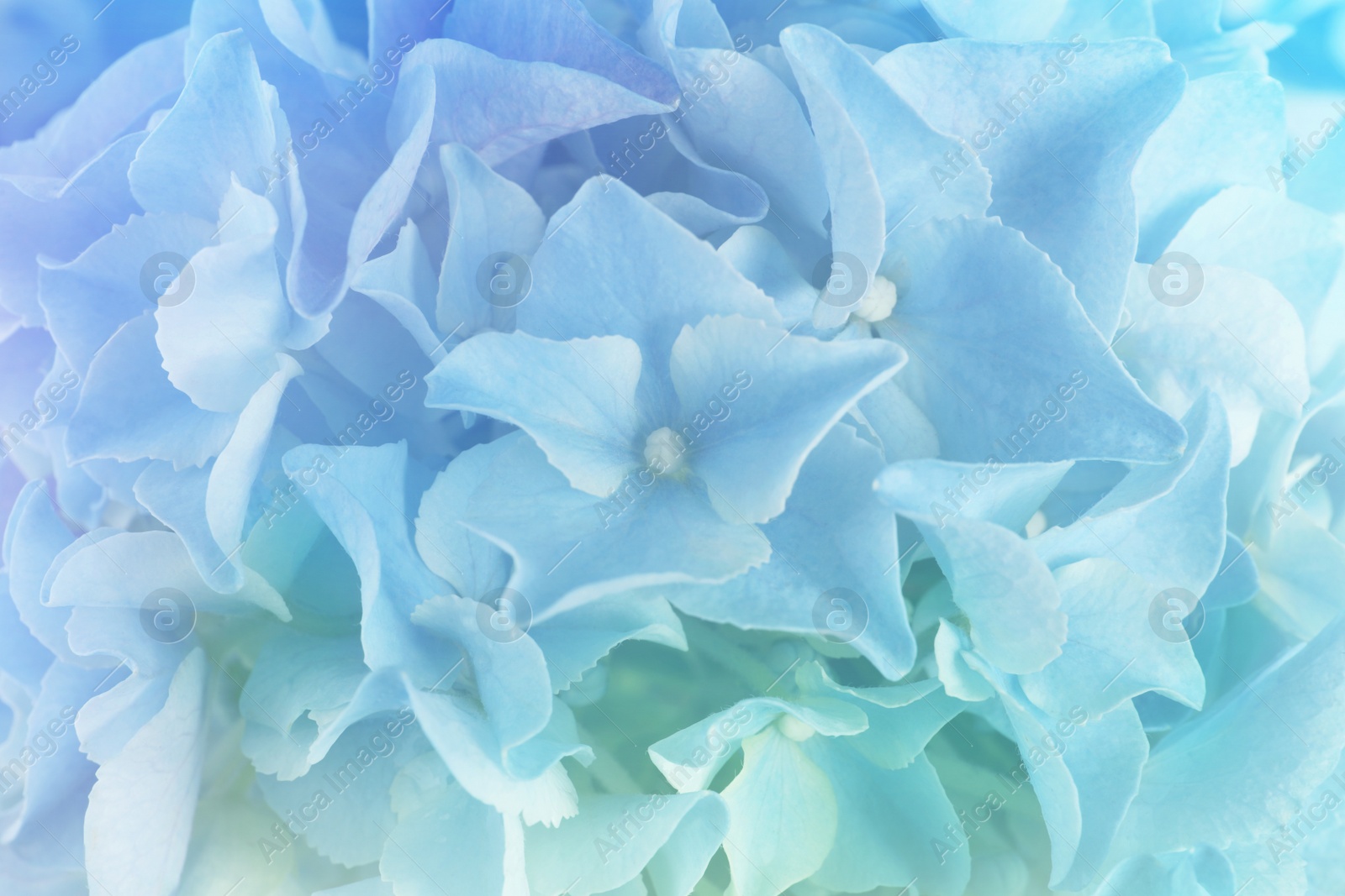 Hortensia plant with beautiful flowers, closeup. Toned in light blue color Image of Hortensia plant with beautiful flowers, closeup. Toned in light blue color