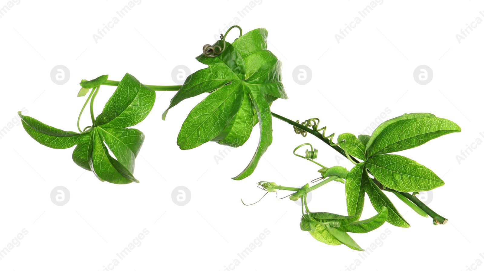 Branch of passion fruit plant (Passiflora) isolated on white Photo of Branch of passion fruit plant (Passiflora) isolated on white