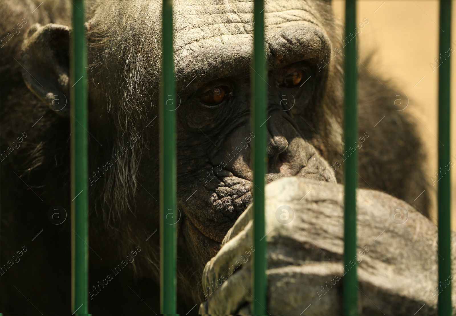 Closeup view of chimpanzee at enclosure in zoo Photo of Closeup view of chimpanzee at enclosure in zoo