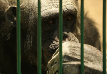 Photo of Closeup view of chimpanzee at enclosure in zoo