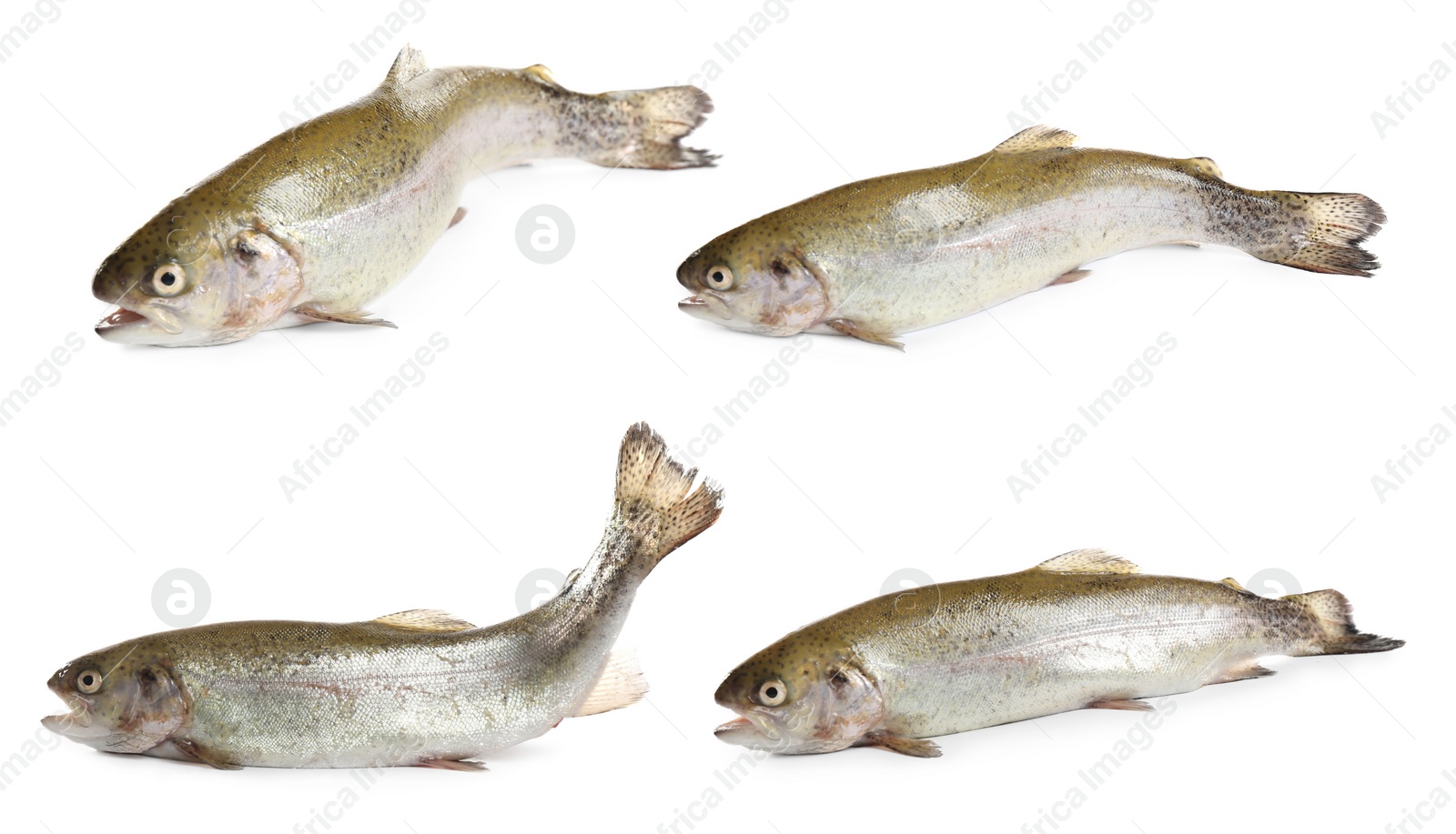 Set of fresh cutthroat trout fish on white background Image of Set of fresh cutthroat trout fish on white background
