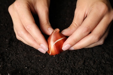 Woman planting tulip bulb into soil, closeup Photo of Woman planting tulip bulb into soil, closeup