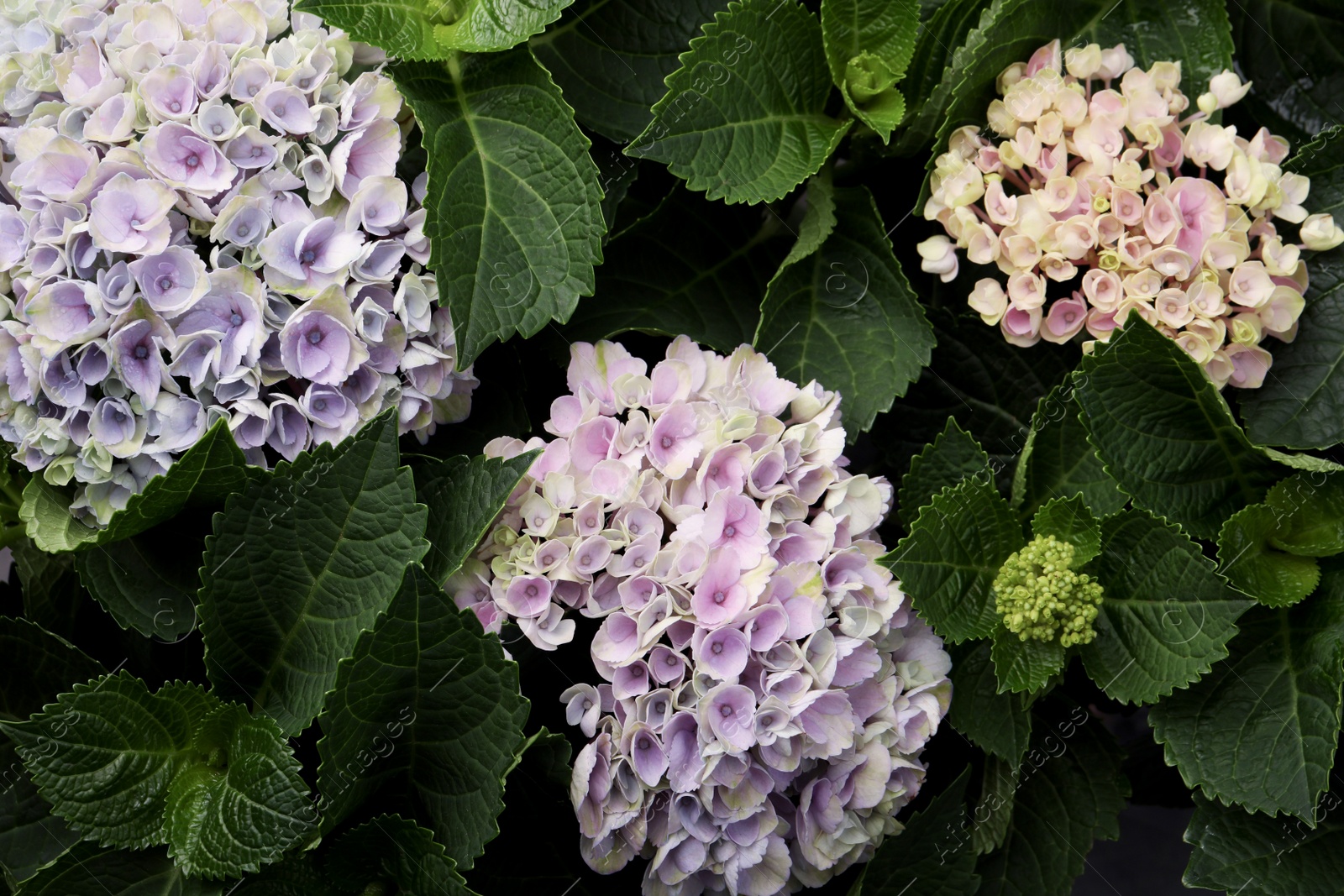 Beautiful hortensia plant with light flowers, closeup Photo of Beautiful hortensia plant with light flowers, closeup