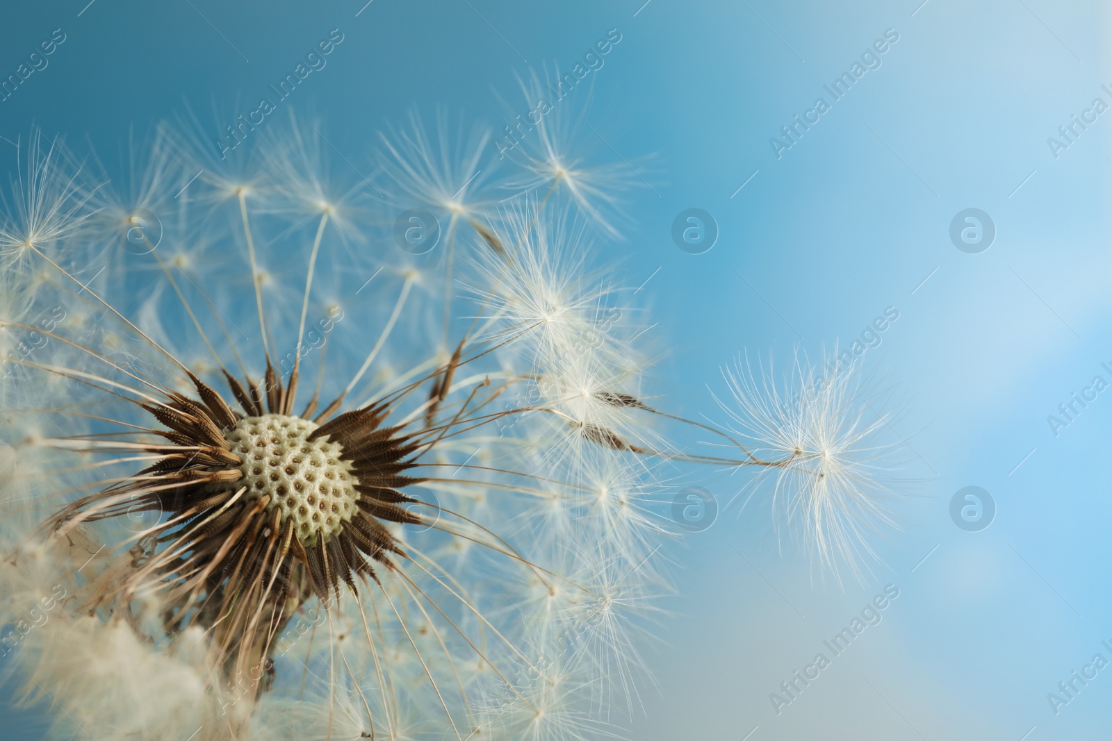 Beautiful dandelion flower on light blue background, closeup. Space for text Photo of Beautiful dandelion flower on light blue background, closeup. Space for text