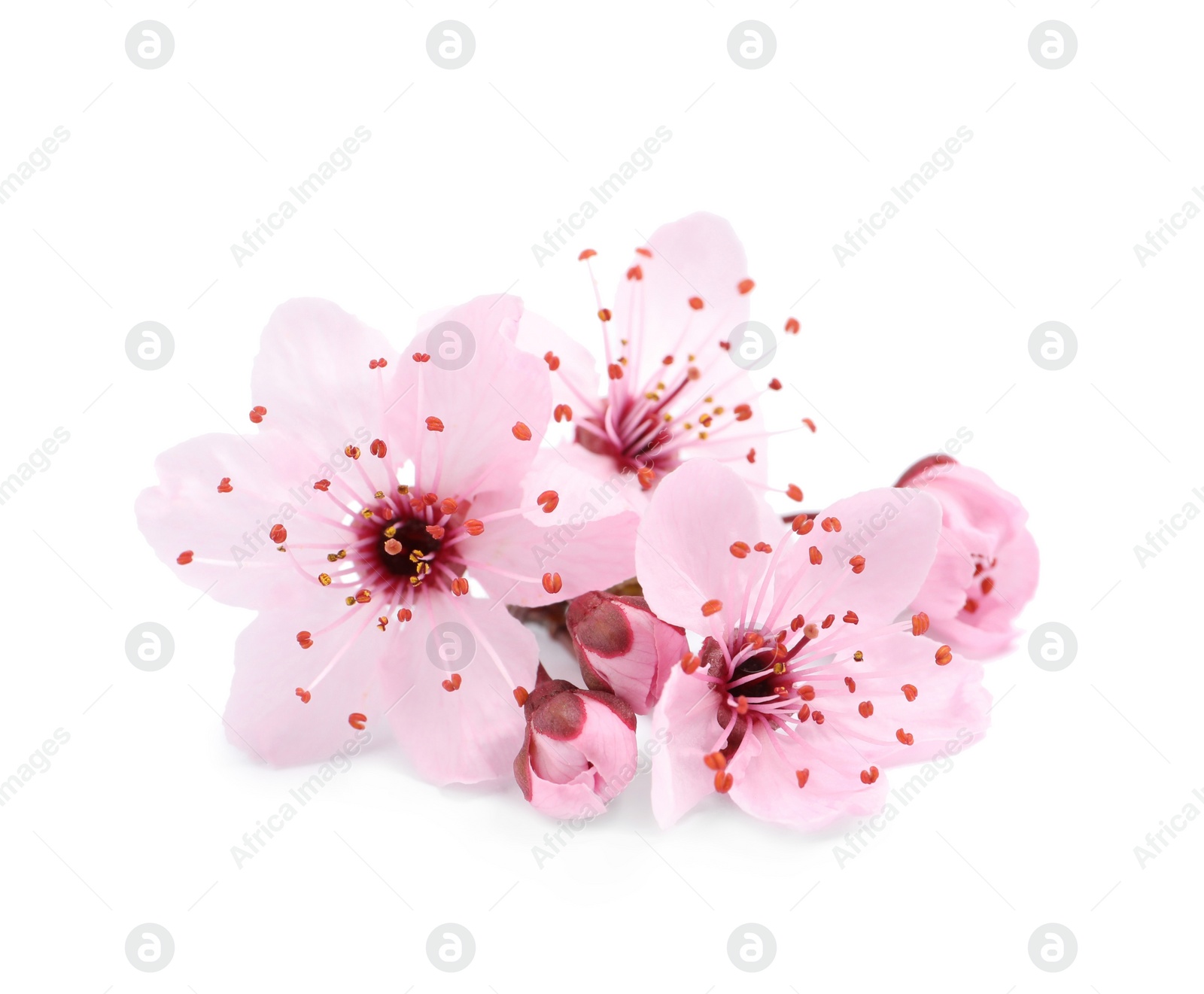 Beautiful pink cherry tree blossoms isolated on white Photo of Beautiful pink cherry tree blossoms isolated on white
