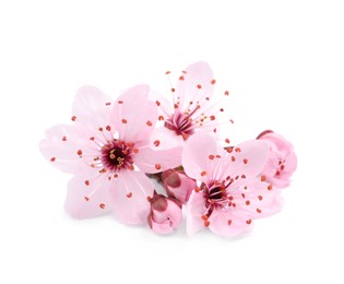 Beautiful pink cherry tree blossoms isolated on white Photo of Beautiful pink cherry tree blossoms isolated on white
