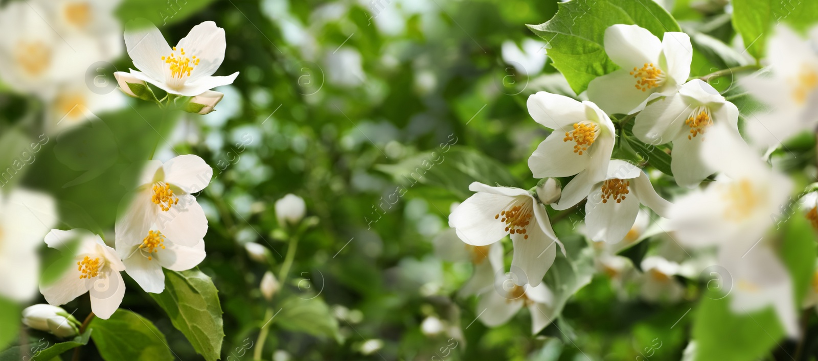 Image of Beautiful white flowers of jasmine plant outdoors on sunny day, banner design. Bokeh effect 