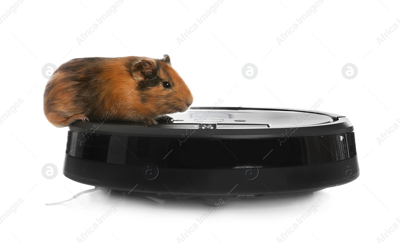 Modern robotic vacuum cleaner and guinea pig on white background Photo of Modern robotic vacuum cleaner and guinea pig on white background