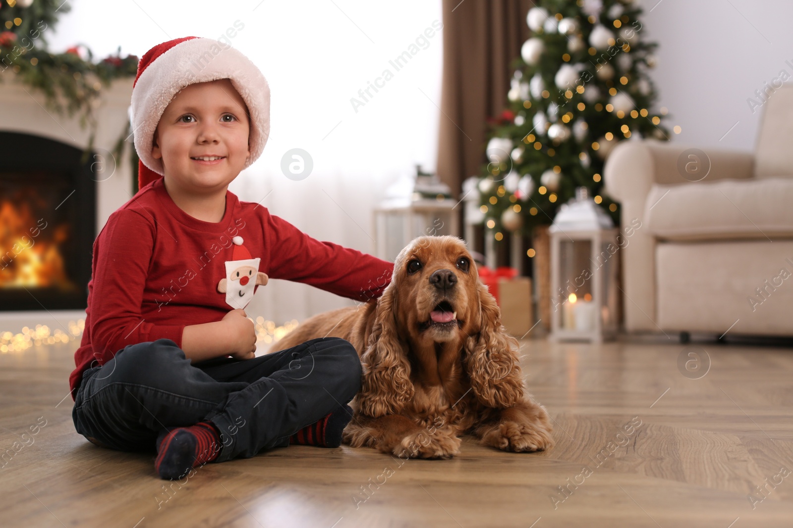 Cute little boy with English Cocker Spaniel in room decorated for Christmas Photo of Cute little boy with English Cocker Spaniel in room decorated for Christmas