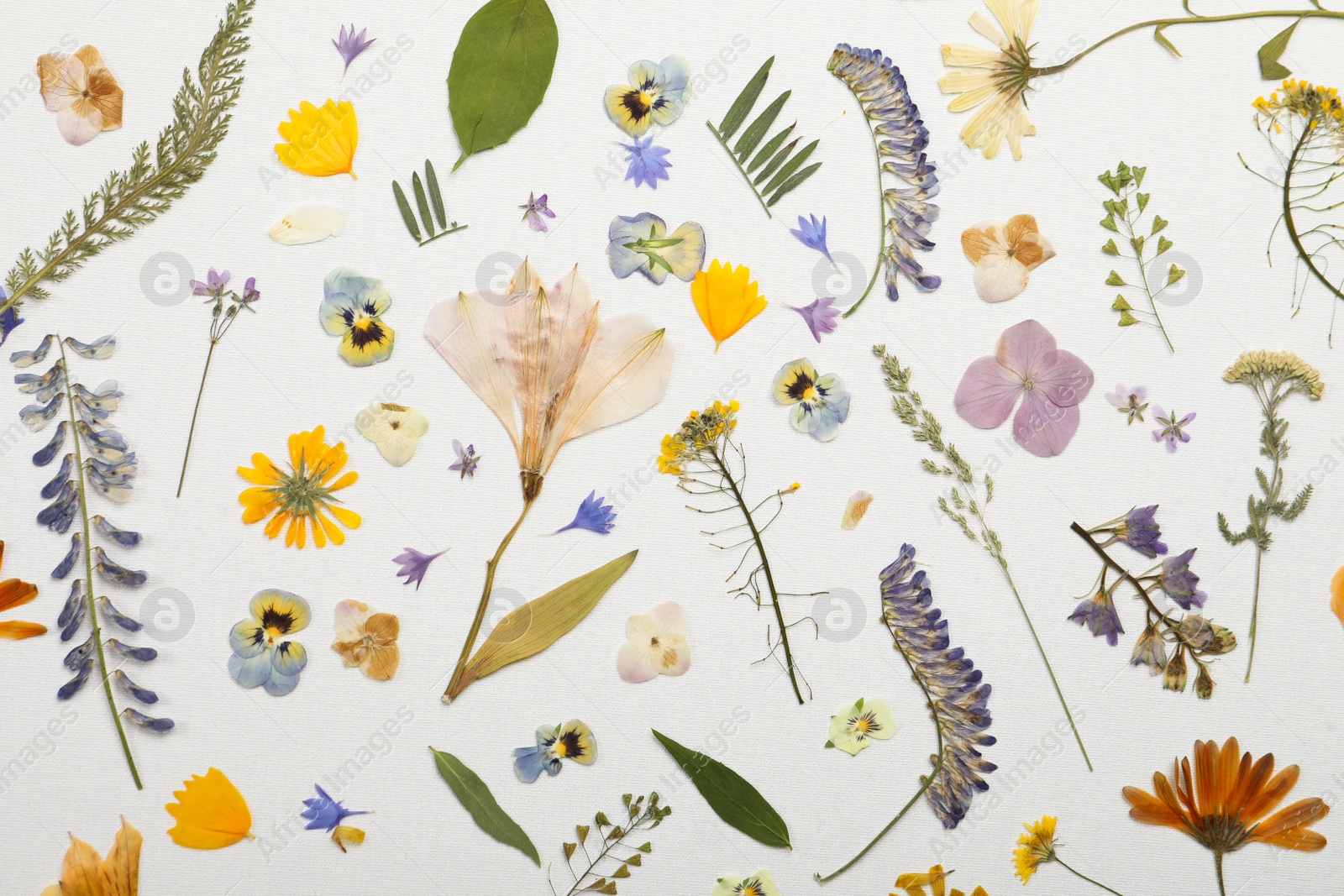Pressed dried flowers and plants on white background, flat lay. Beautiful herbarium Photo of Pressed dried flowers and plants on white background, flat lay. Beautiful herbarium