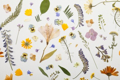 Pressed dried flowers and plants on white background, flat lay. Beautiful herbarium Photo of Pressed dried flowers and plants on white background, flat lay. Beautiful herbarium