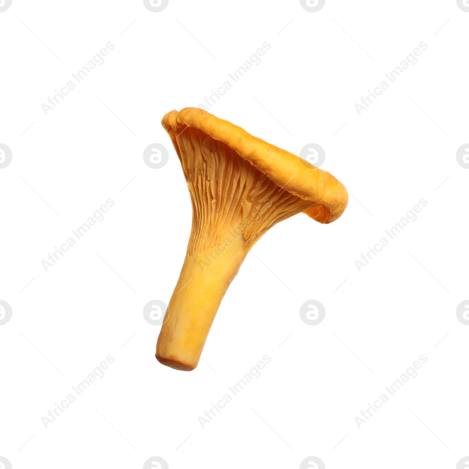 Fresh wild chanterelle mushroom isolated on white Photo of Fresh wild chanterelle mushroom isolated on white