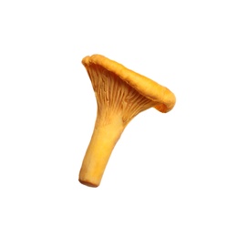 Fresh wild chanterelle mushroom isolated on white Photo of Fresh wild chanterelle mushroom isolated on white