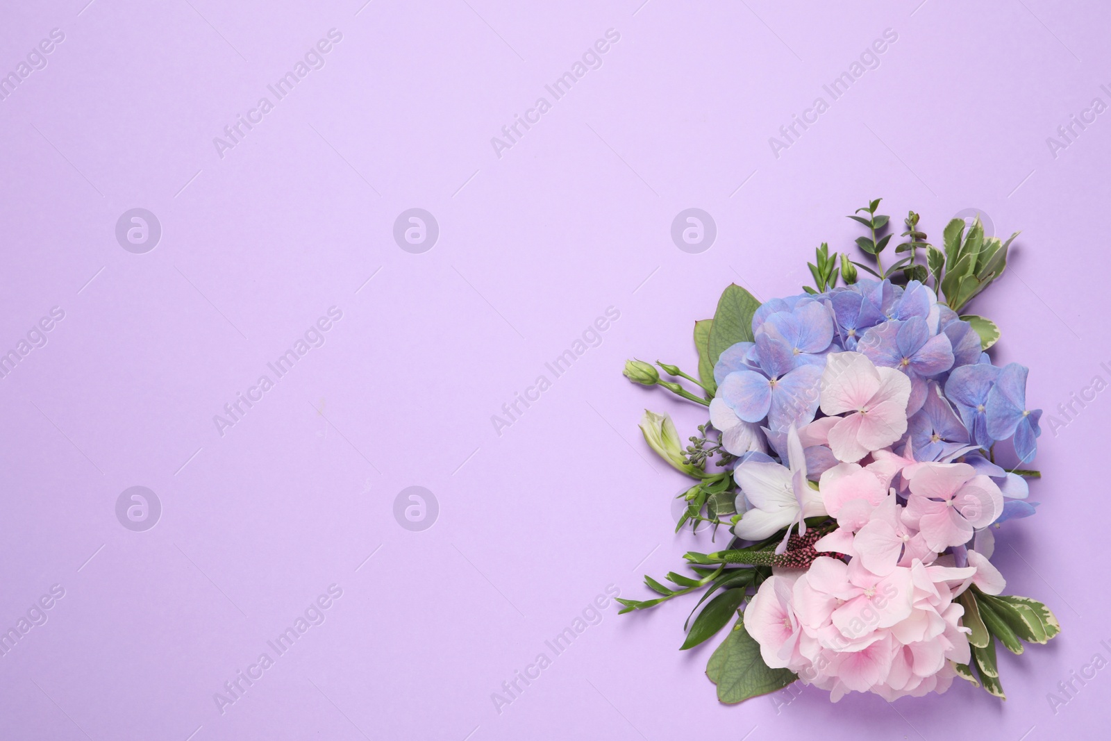 Photo of Beautiful hortensia flowers on violet background, flat lay. Space for text