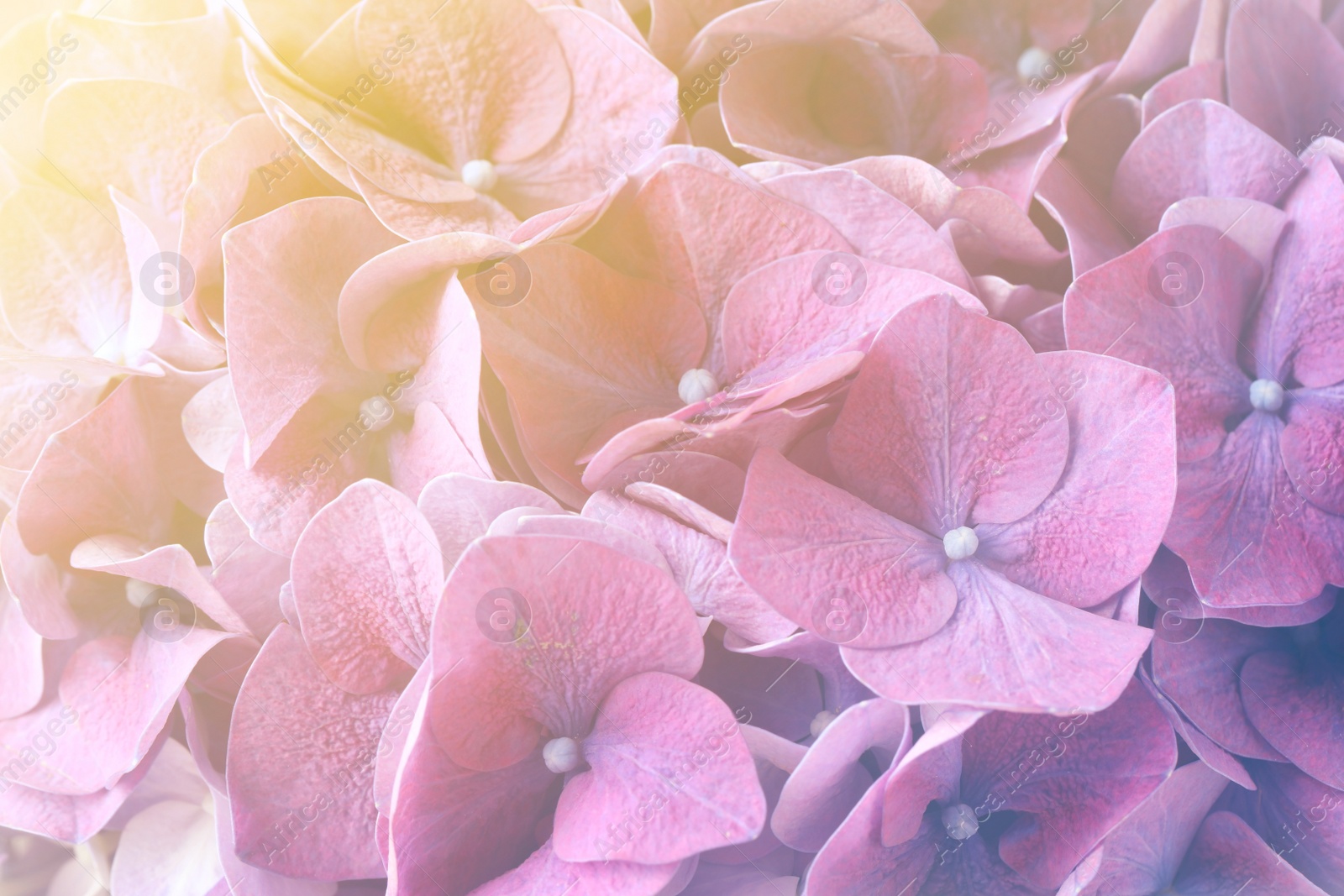 Hortensia plant with beautiful flowers, closeup. Toned in pastel colors Image of Hortensia plant with beautiful flowers, closeup. Toned in pastel colors