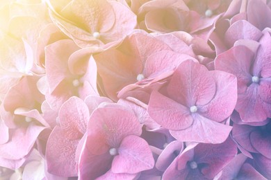 Image of Hortensia plant with beautiful flowers, closeup. Toned in pastel colors
