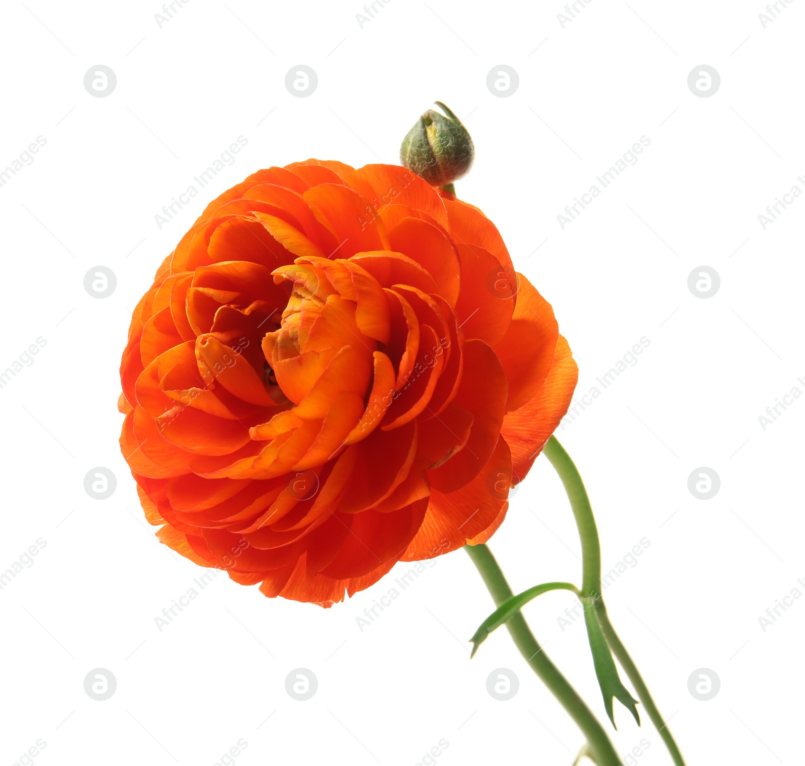 Beautiful ranunculus flower on white background Photo of Beautiful ranunculus flower on white background