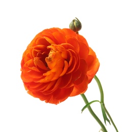 Beautiful ranunculus flower on white background Photo of Beautiful ranunculus flower on white background