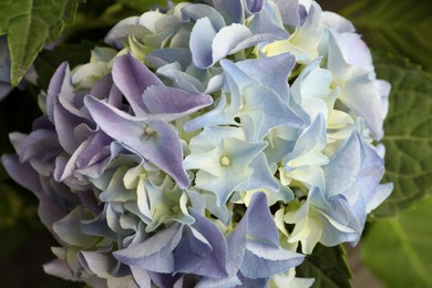 Beautiful hortensia plant with light blue flowers, closeup Photo of Beautiful hortensia plant with light blue flowers, closeup