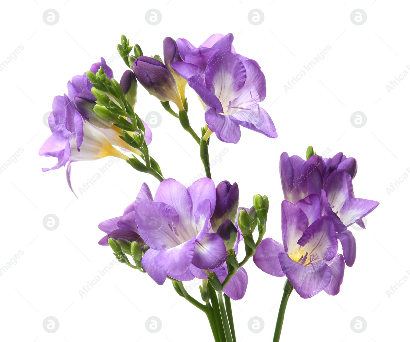 Beautiful freesia flowers on white background Photo of Beautiful freesia flowers on white background