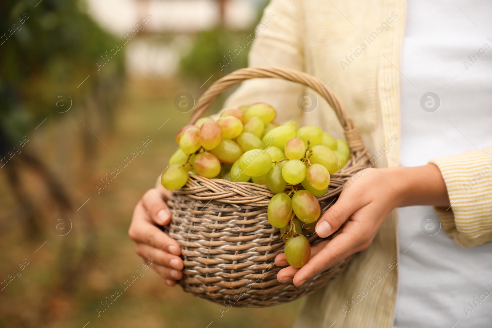 Woman with basket of grapes in vineyard, closeup Photo of Woman with basket of grapes in vineyard, closeup