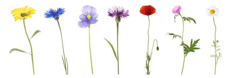 Collection of different beautiful wild flowers on white background. Banner design Image of Collection of different beautiful wild flowers on white background. Banner design