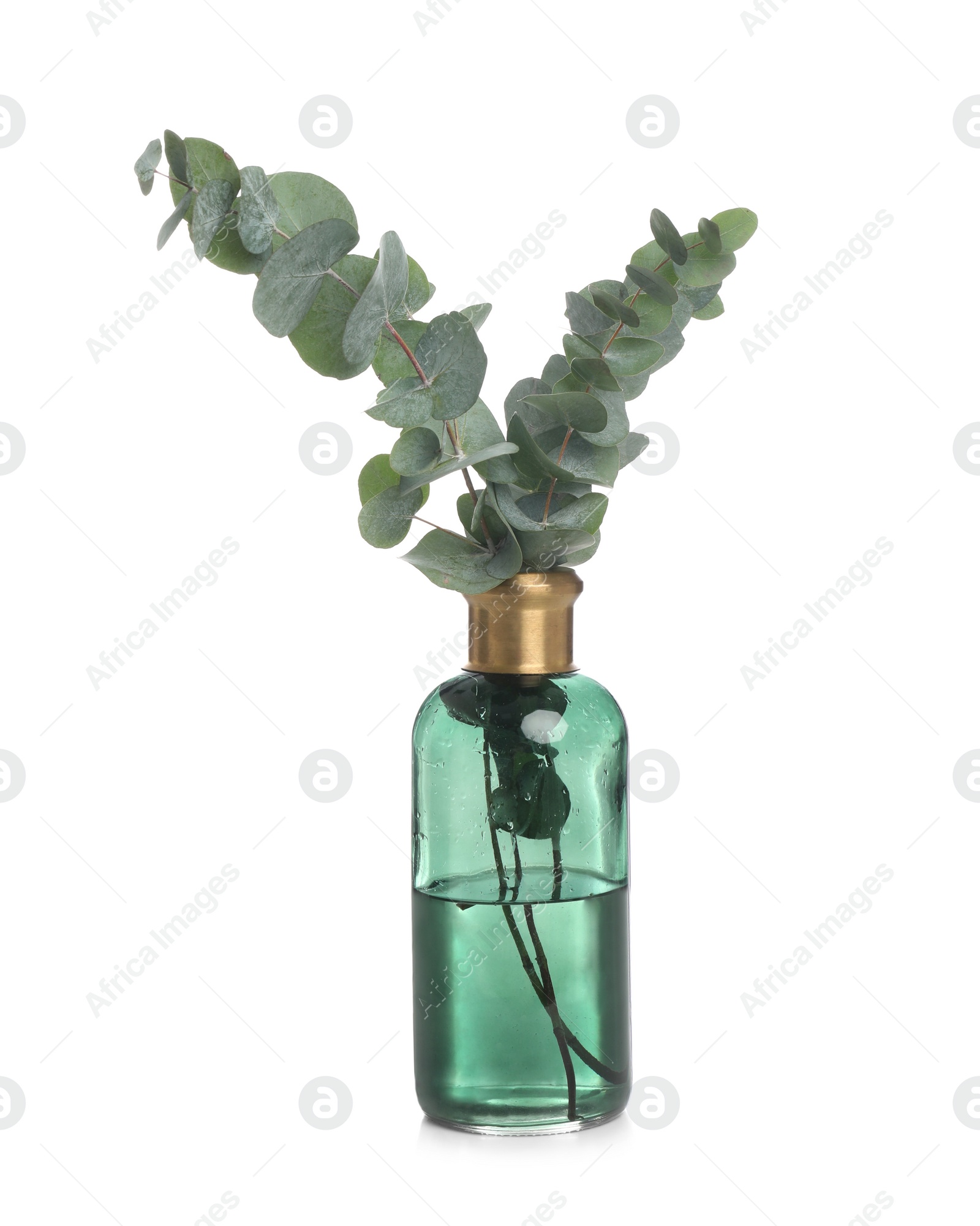 Vase with beautiful eucalyptus branches on white background Photo of Vase with beautiful eucalyptus branches on white background