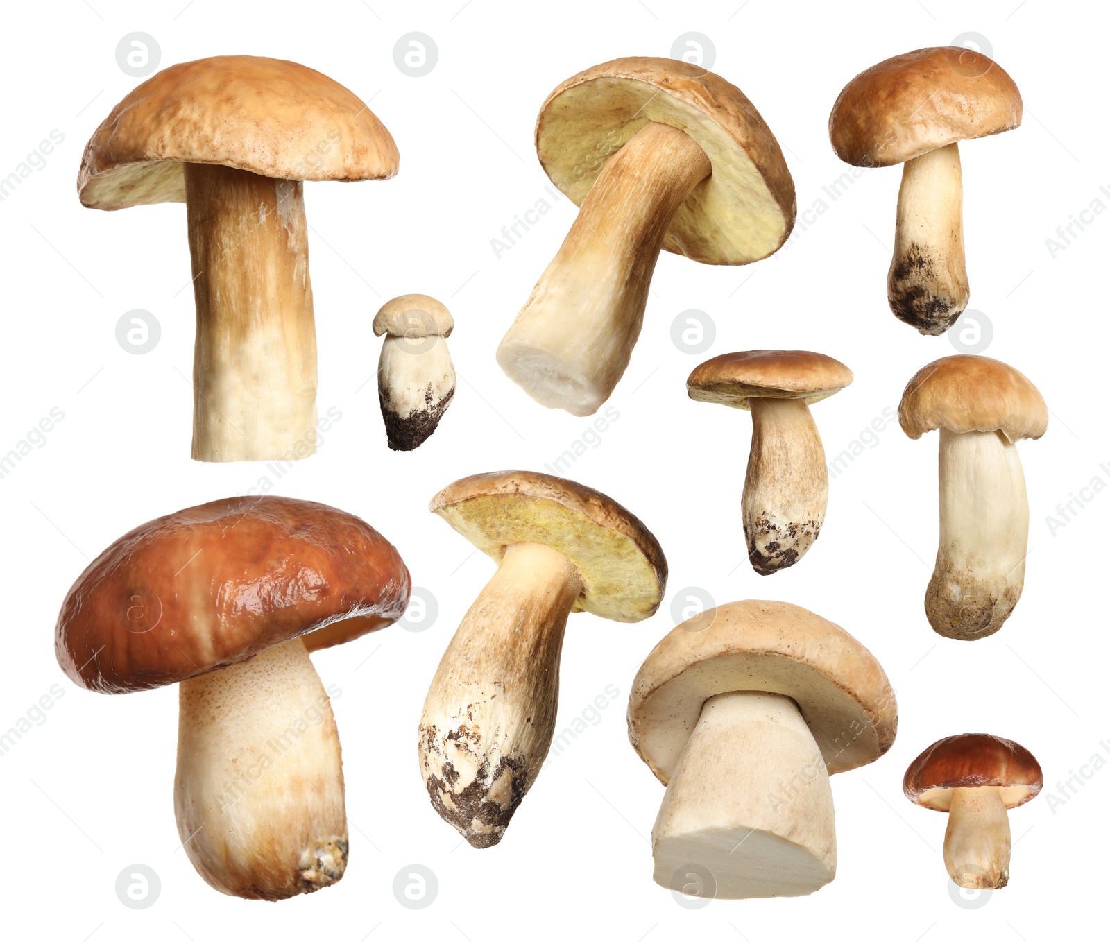 Set of fresh edible mushrooms on white background Image of Set of fresh edible mushrooms on white background