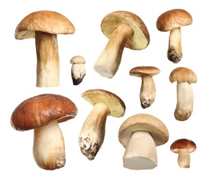 Set of fresh edible mushrooms on white background Image of Set of fresh edible mushrooms on white background