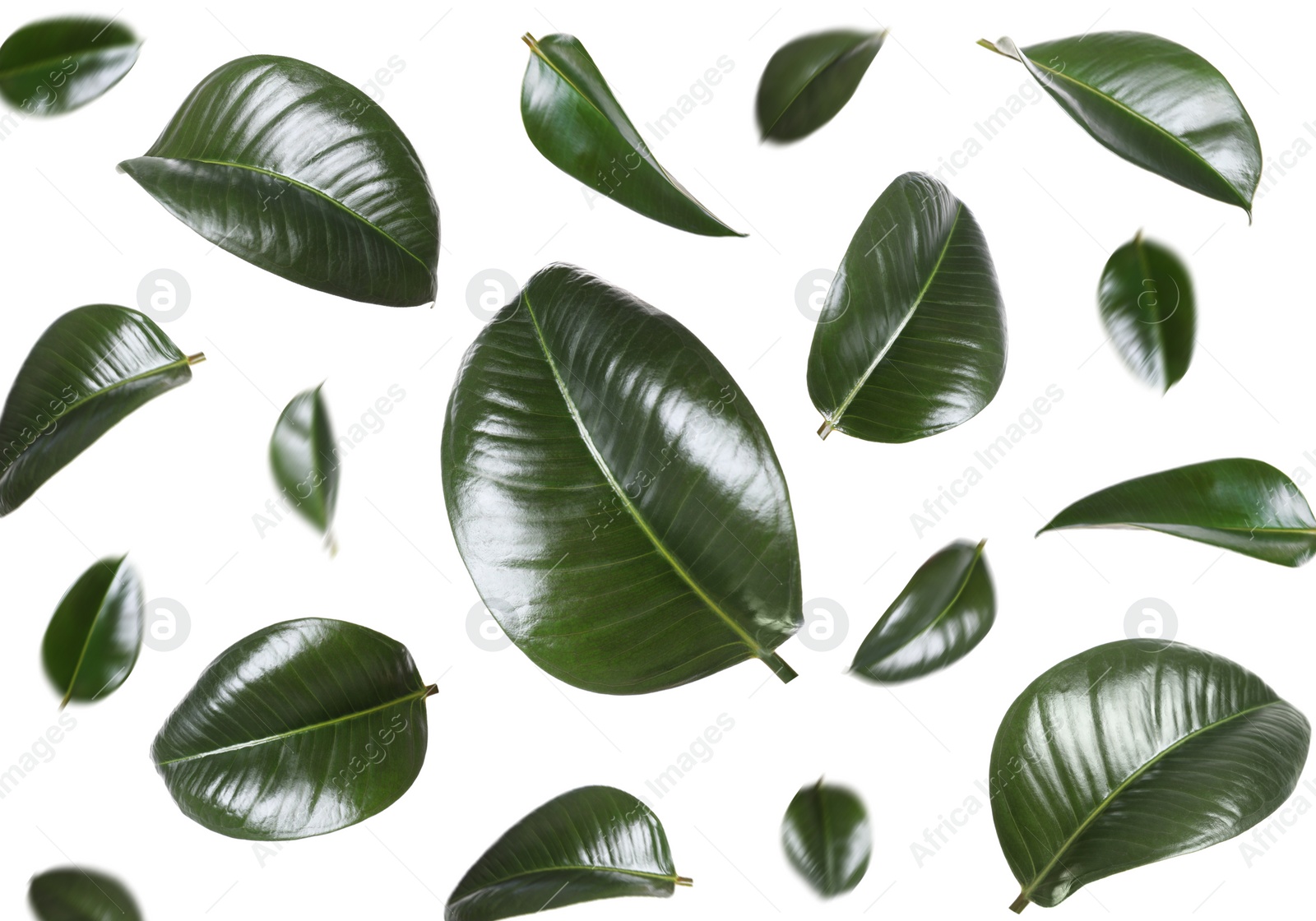 Beautiful fresh green leaves flying on white background, collage Image of Beautiful fresh green leaves flying on white background, collage