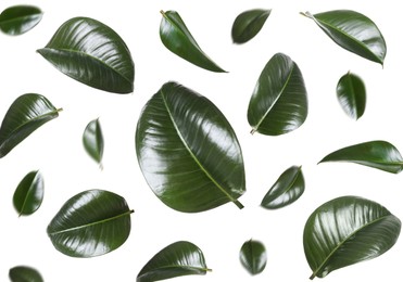 Image of Beautiful fresh green leaves flying on white background, collage