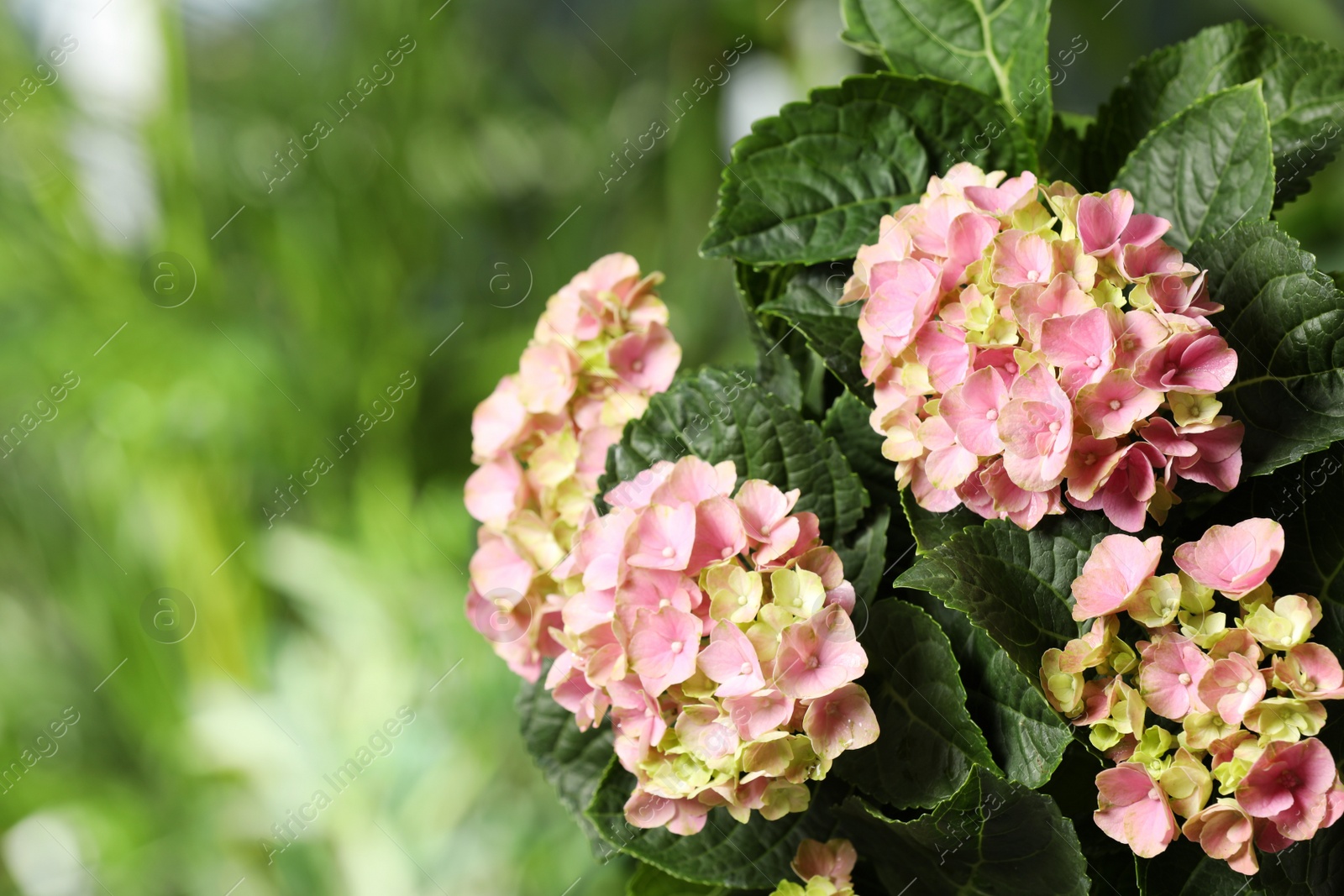 Hortensia plant with beautiful flowers outdoors, closeup. Space for text Photo of Hortensia plant with beautiful flowers outdoors, closeup. Space for text