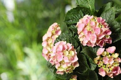 Hortensia plant with beautiful flowers outdoors, closeup. Space for text Photo of Hortensia plant with beautiful flowers outdoors, closeup. Space for text