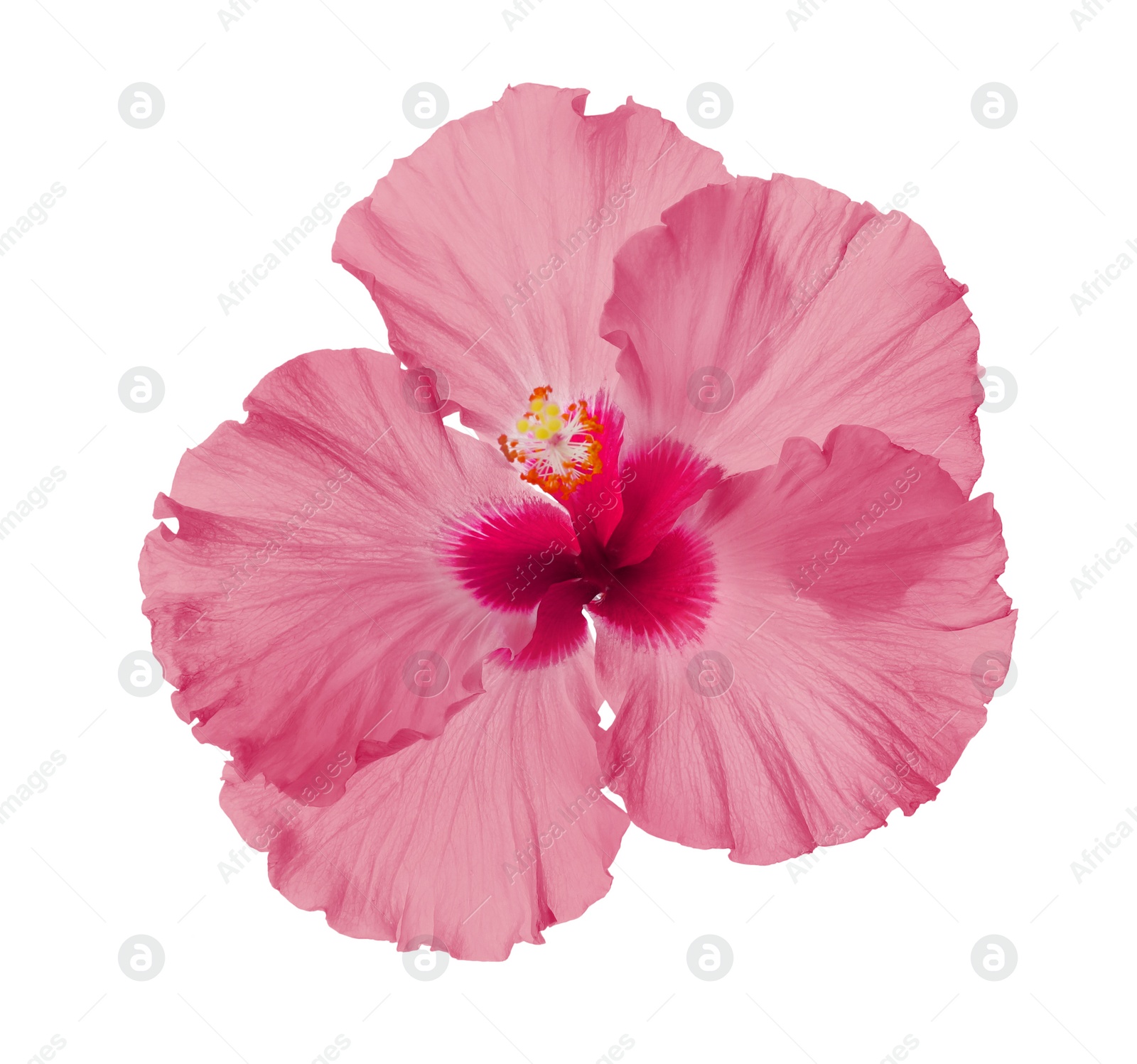Beautiful tropical hibiscus flower isolated on white Image of Beautiful tropical hibiscus flower isolated on white