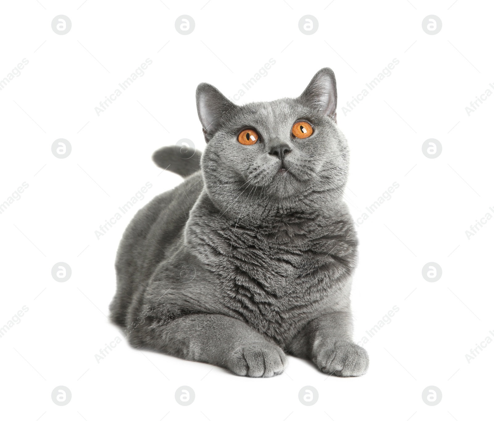 Adorable grey British Shorthair cat on white background Photo of Adorable grey British Shorthair cat on white background