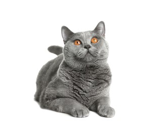 Adorable grey British Shorthair cat on white background Photo of Adorable grey British Shorthair cat on white background