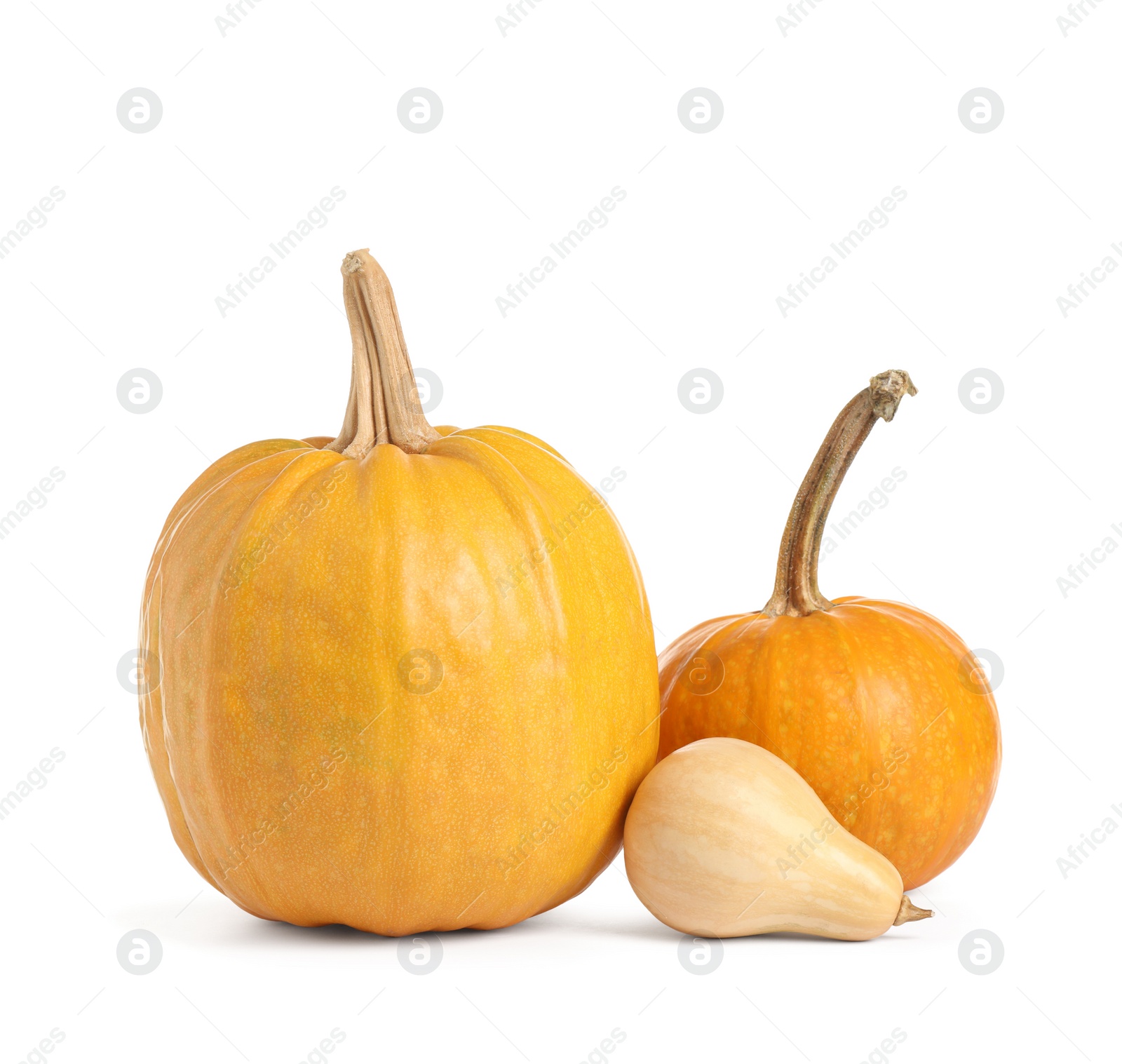 Photo of Fresh ripe pumpkins isolated on white background. Autumn season
