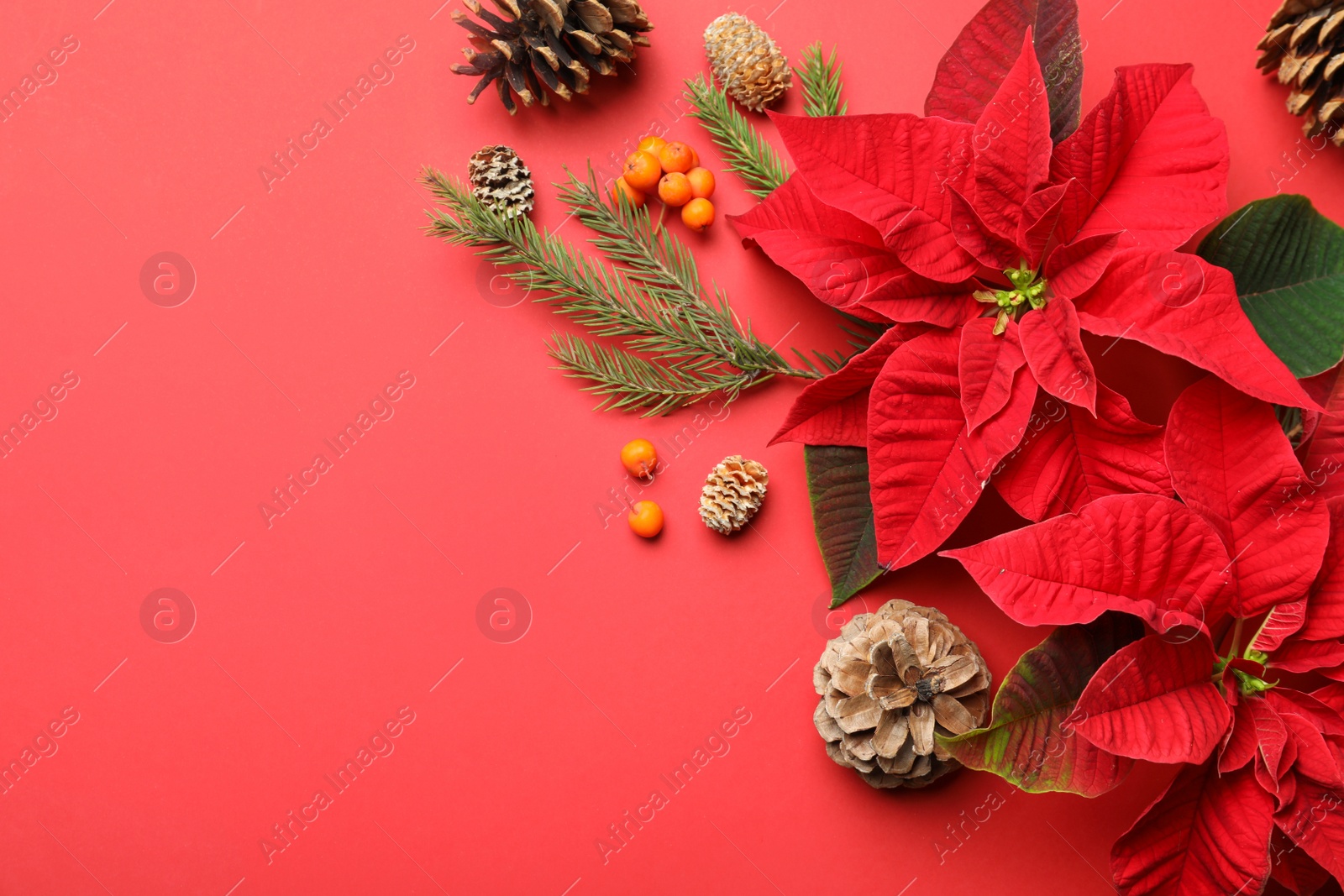 Flat lay composition with poinsettias (traditional Christmas flowers) and decor on red background. Space for text Photo of Flat lay composition with poinsettias (traditional Christmas flowers) and decor on red background. Space for text