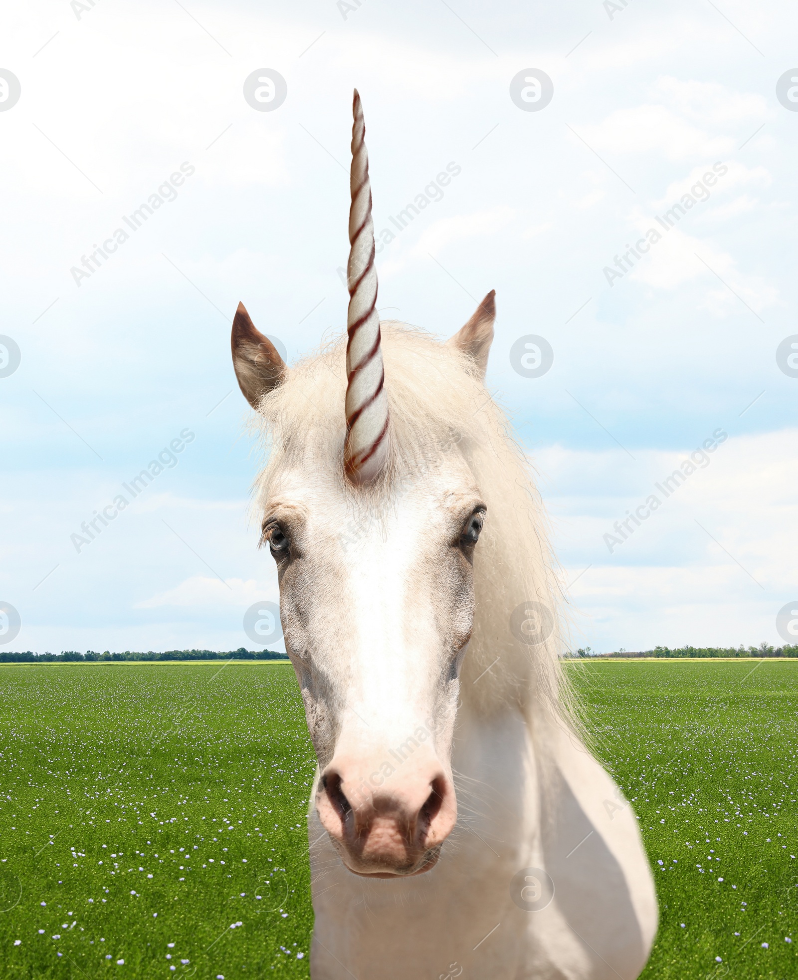 Amazing unicorn with beautiful mane in field Image of Amazing unicorn with beautiful mane in field