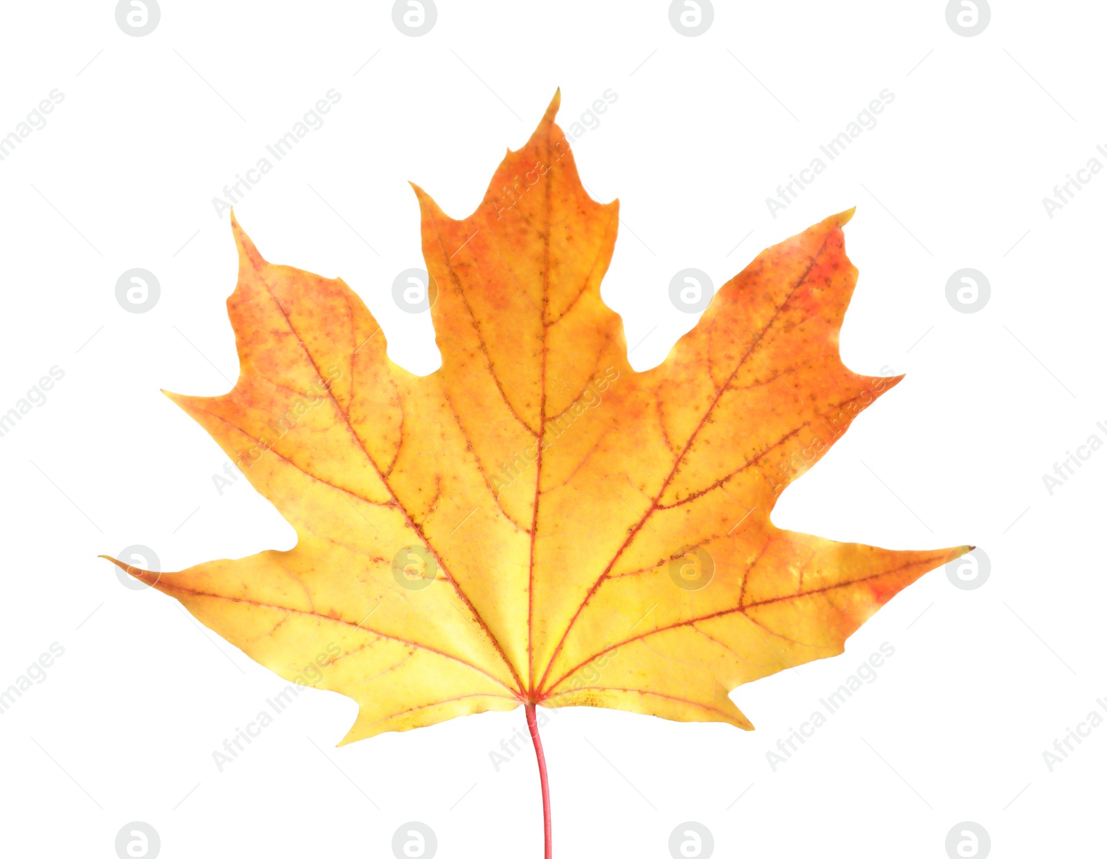 Beautiful leaf isolated on white. Autumn season Photo of Beautiful leaf isolated on white. Autumn season