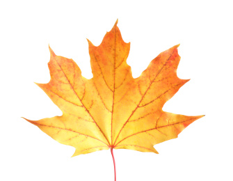 Photo of Beautiful leaf isolated on white. Autumn season