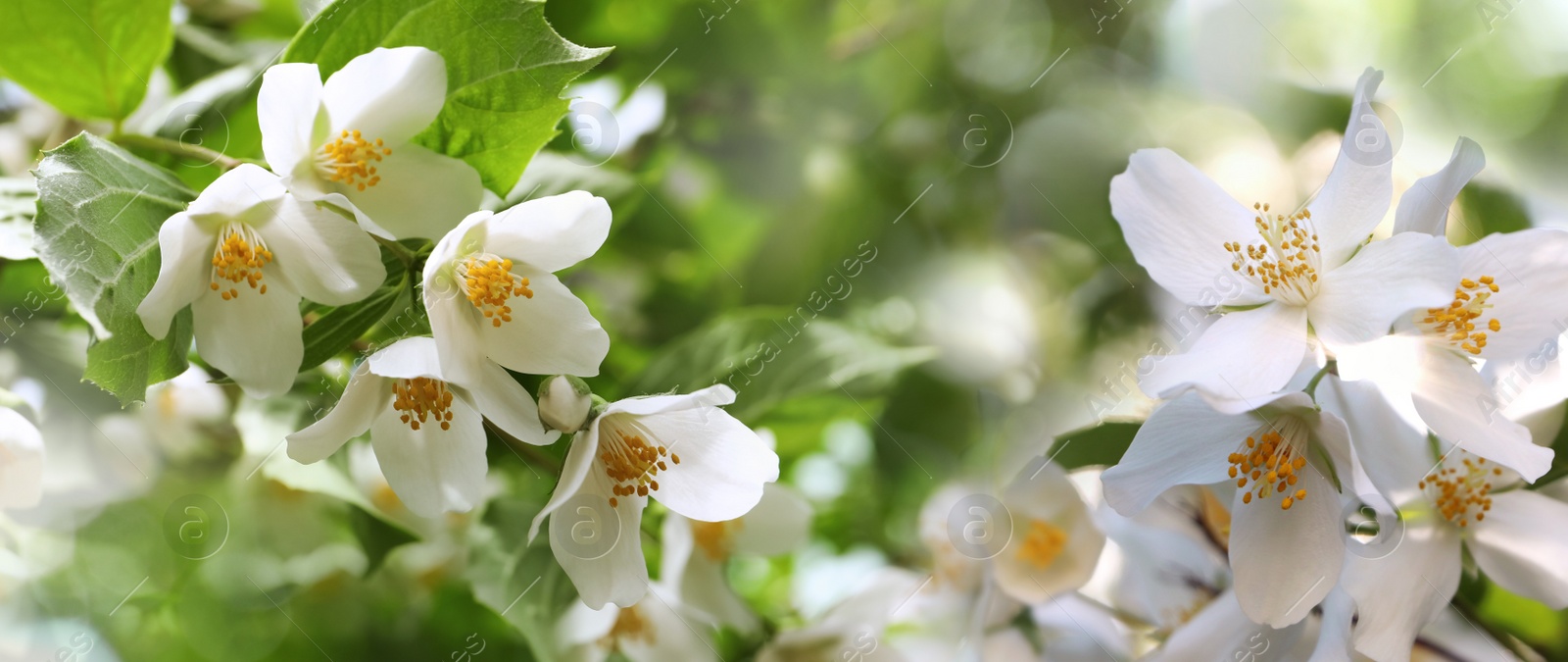 Beautiful white flowers of jasmine plant outdoors on sunny day, banner design. Bokeh effect Image of Beautiful white flowers of jasmine plant outdoors on sunny day, banner design. Bokeh effect