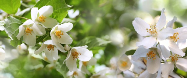 Beautiful white flowers of jasmine plant outdoors on sunny day, banner design. Bokeh effect Image of Beautiful white flowers of jasmine plant outdoors on sunny day, banner design. Bokeh effect