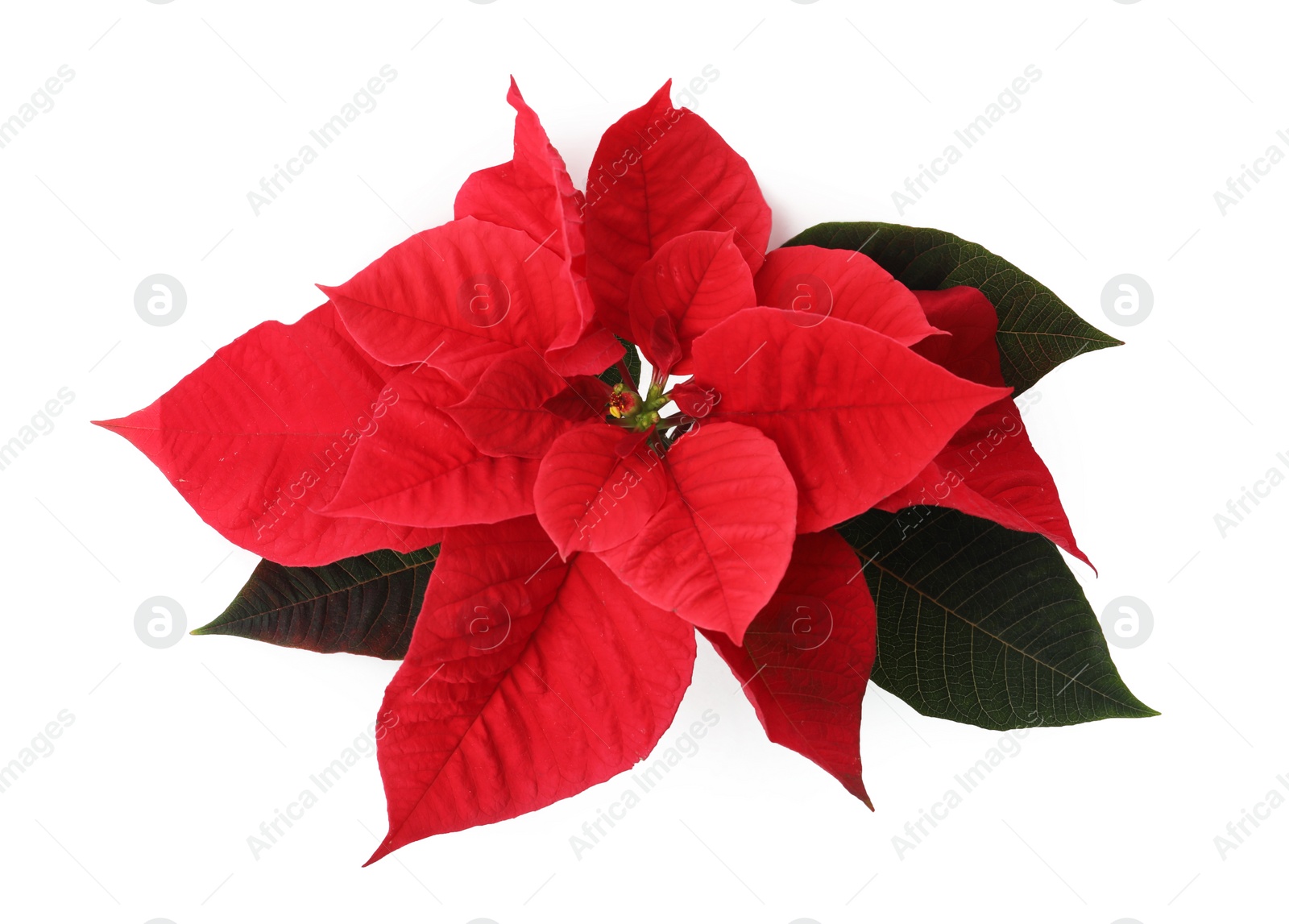 Beautiful Poinsettia isolated on white, top view. Traditional Christmas flower Photo of Beautiful Poinsettia isolated on white, top view. Traditional Christmas flower