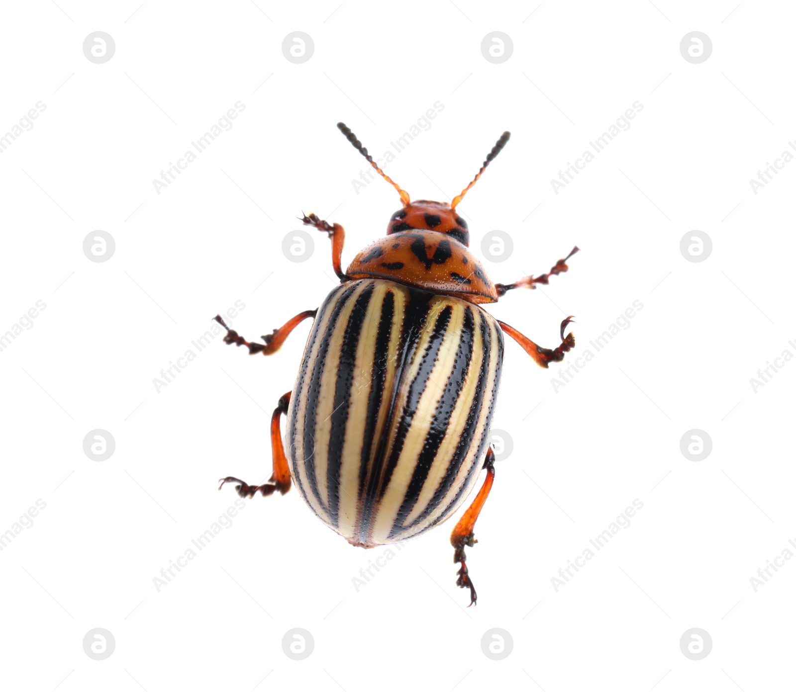 One colorado potato beetle isolated on white Photo of One colorado potato beetle isolated on white