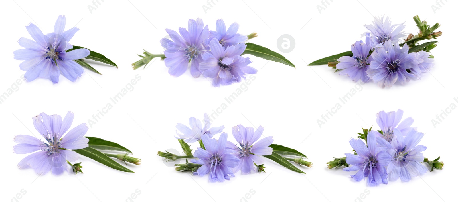 Beautiful tender chicory flowers on white background, collage. Banner design Image of Beautiful tender chicory flowers on white background, collage. Banner design
