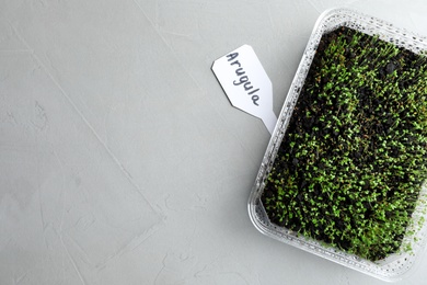 Young sprouts in container and card with word Arugula on light table, flat lay. Space for text Photo of Young sprouts in container and card with word Arugula on light table, flat lay. Space for text