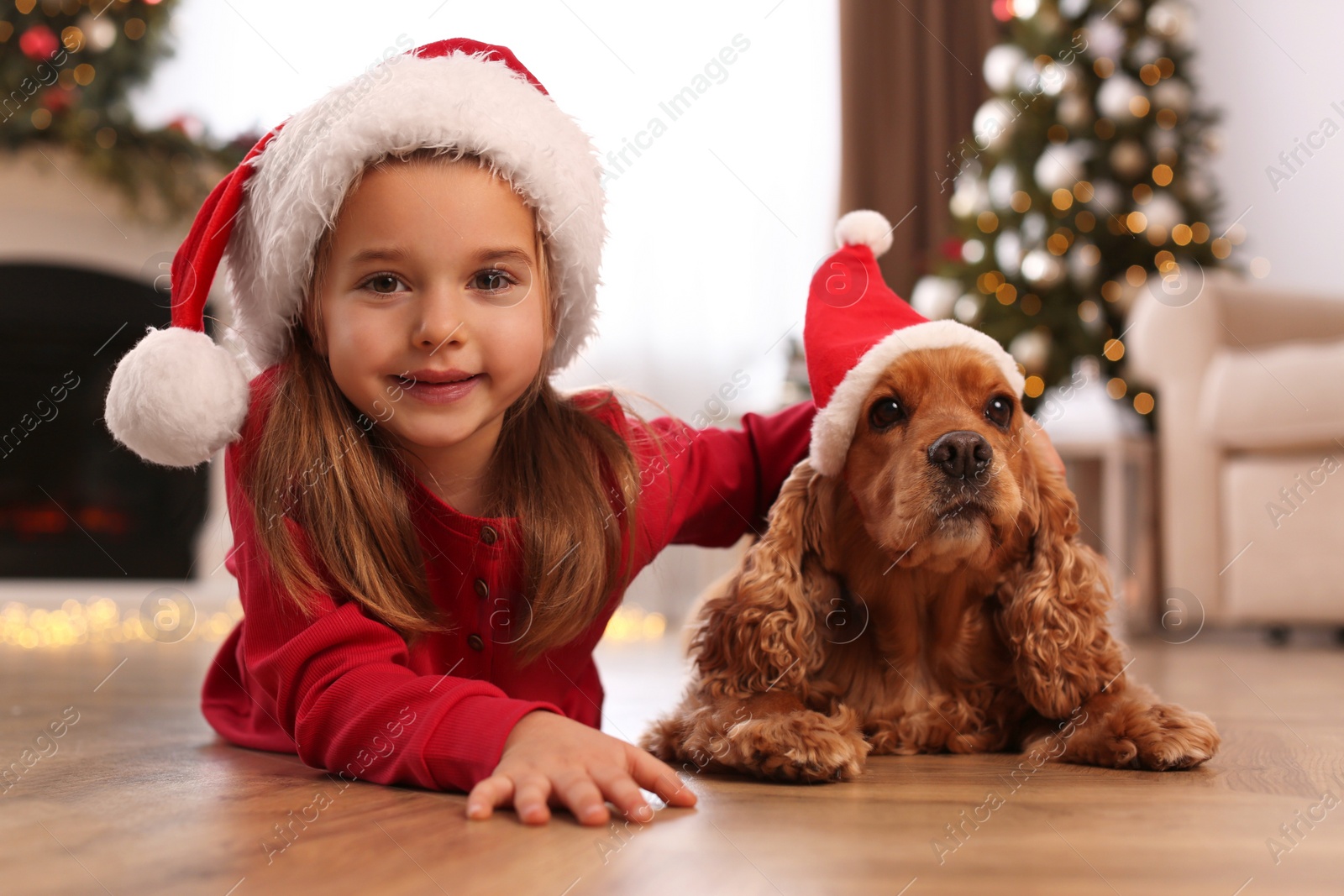 Cute little girl with English Cocker Spaniel in room decorated for Christmas Photo of Cute little girl with English Cocker Spaniel in room decorated for Christmas